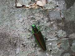 Chrysochroa fulgidissima
