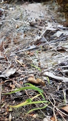 Arthropodium candidum