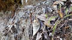 Arthropodium candidum