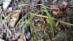 Arthropodium candidum
