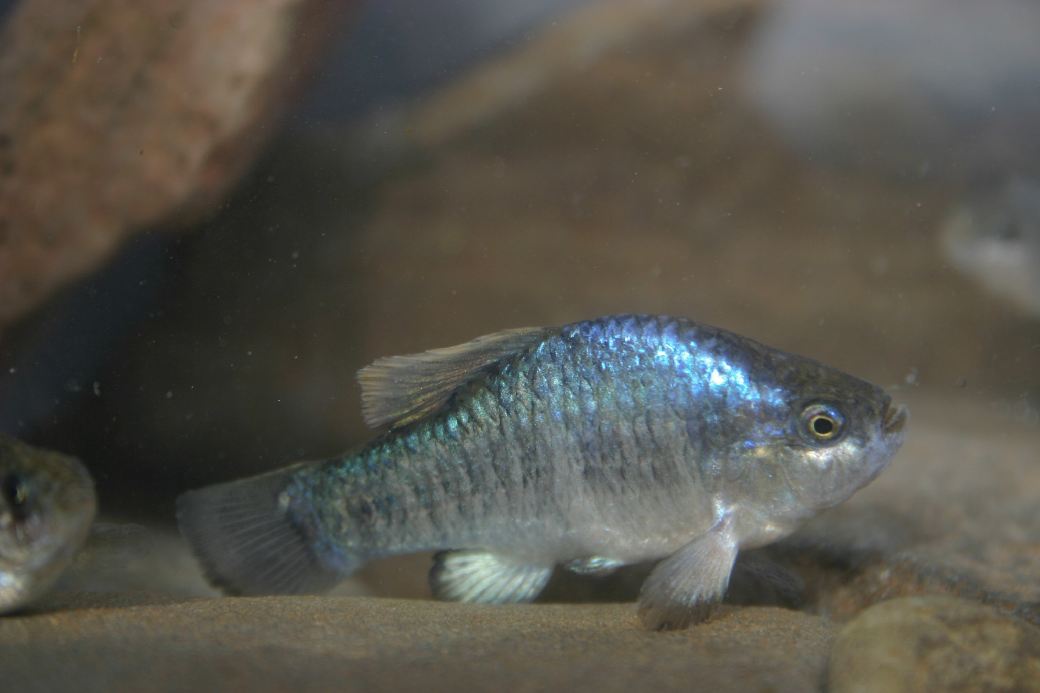 Cyprinodon radiosus