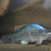 Owens Pupfish - Photo (c) California Department of Fish and Wildlife, some rights reserved (CC BY)