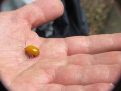 Podontia lutea