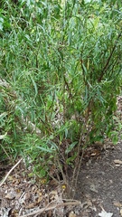 Veronica stenophylla stenophylla