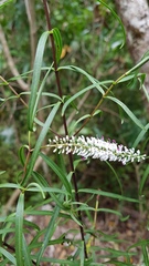 Veronica stenophylla stenophylla