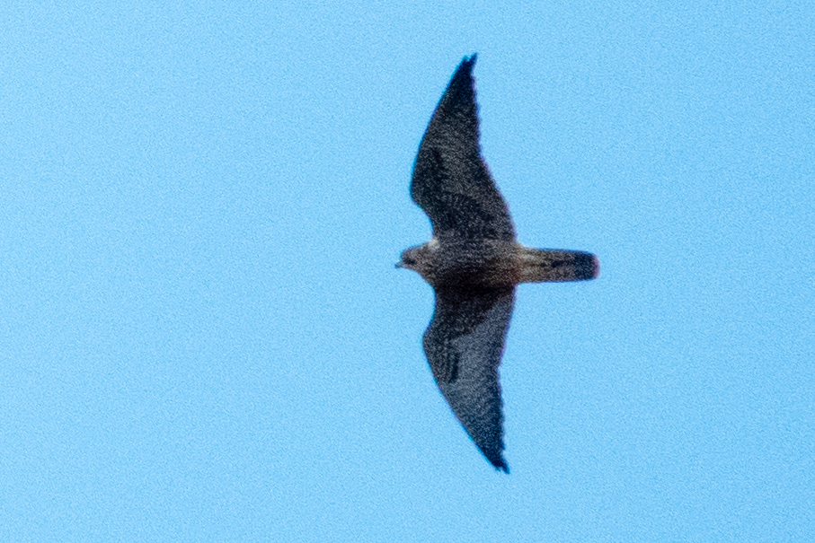 Peregrine Falcon from Red Rocks Park, Morrison, CO, USA on July 29 ...