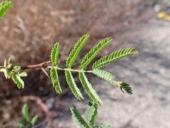 Vachellia farnesiana image