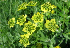 Bupleurum aureum