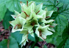 Primula veris macrocalyx
