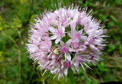 Allium nutans