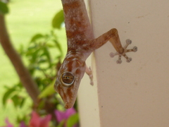Ptyodactylus hasselquistii