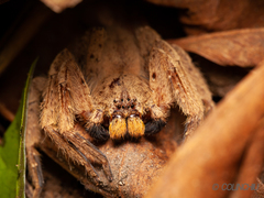 Heteropoda pingtungensis