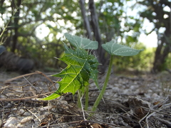 Cnidoscolus maculatus