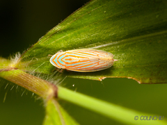 Linnavuoriella arcuata