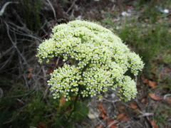 Nanobubon capillaceum