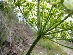 Nanobubon capillaceum