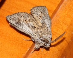 Cossinae