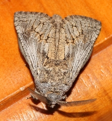 Cossinae