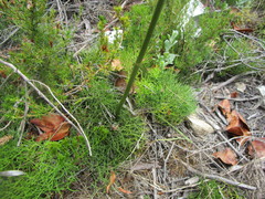 Nanobubon capillaceum