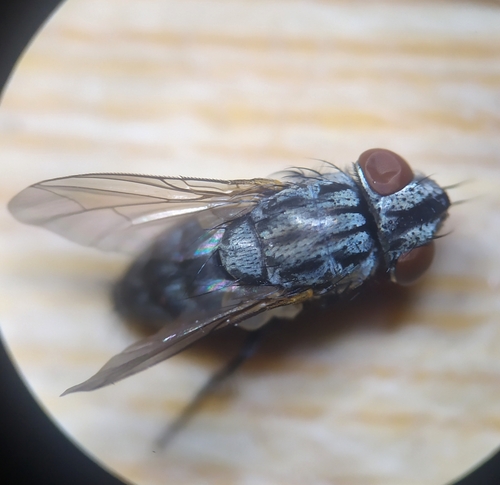 Metopia argyrocephala