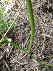 Nanobubon capillaceum