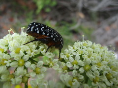 Nanobubon capillaceum