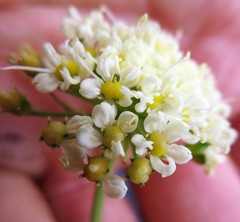 Nanobubon capillaceum