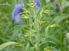 Aconitum maximum