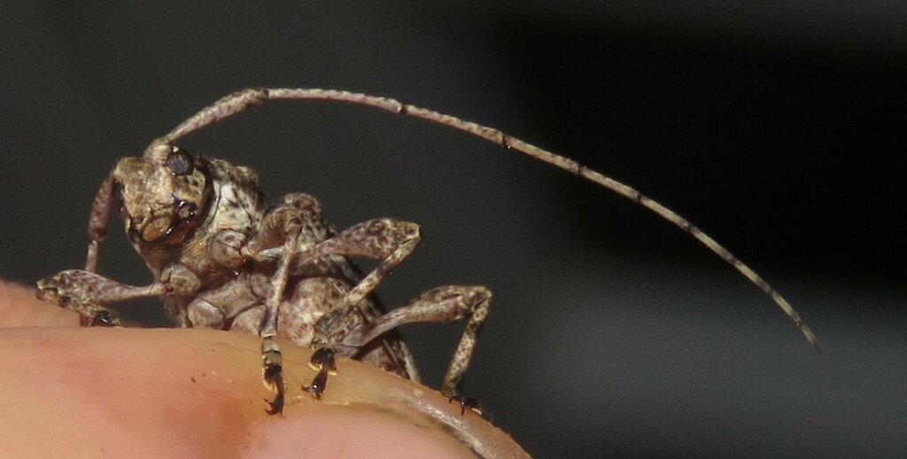 Amniscus similis