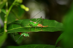 Conocephalus signatus