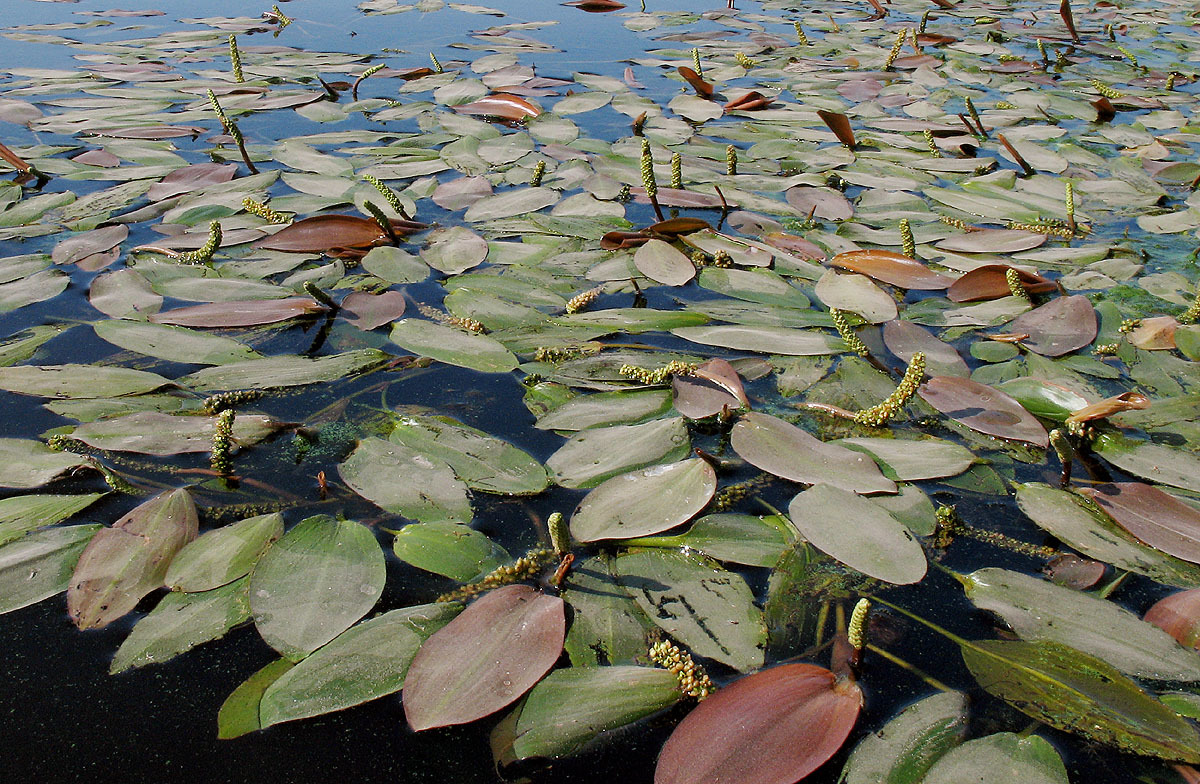 Potamogeton