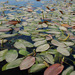 Pondweeds - Photo (c) Sergey Mayorov, some rights reserved (CC BY-NC), uploaded by Sergey Mayorov