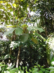 Macaranga gigantea