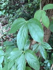 Dioscorea pentaphylla