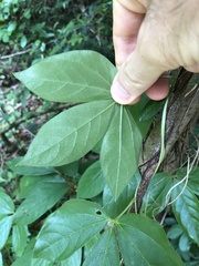 Dioscorea pentaphylla