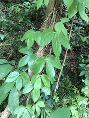 Dioscorea pentaphylla