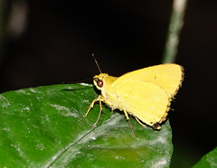 Cupitha purreea