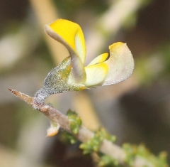 Aspalathus acuminata acuminata