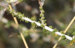 Aspalathus acuminata acuminata