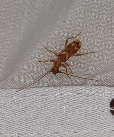 Obrium circunflexum