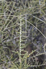Aspalathus acuminata acuminata