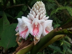 Alpinia shimadae