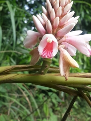 Alpinia shimadae