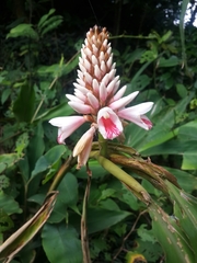 Alpinia shimadae