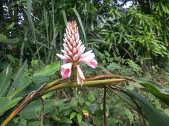Alpinia shimadae