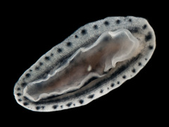 Phyllidiopsis xishaensis