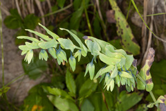Cerinthe glabra