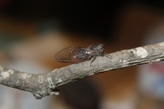 Atrapsalta encaustica