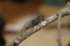 Atrapsalta encaustica