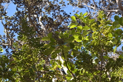 Cheirodendron trigynum